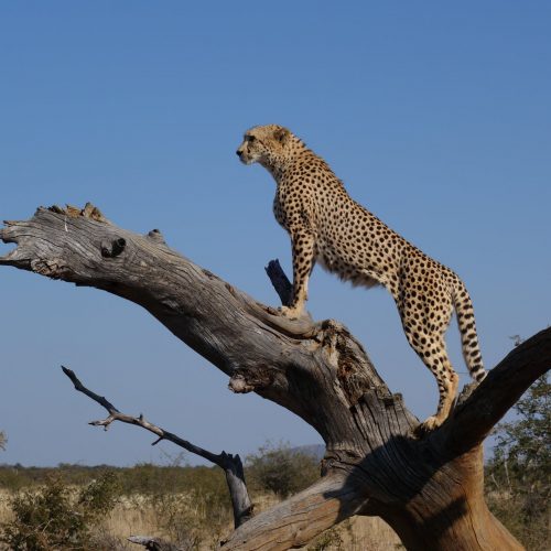 pexels-photo-cheetah-southafrica.jpeg