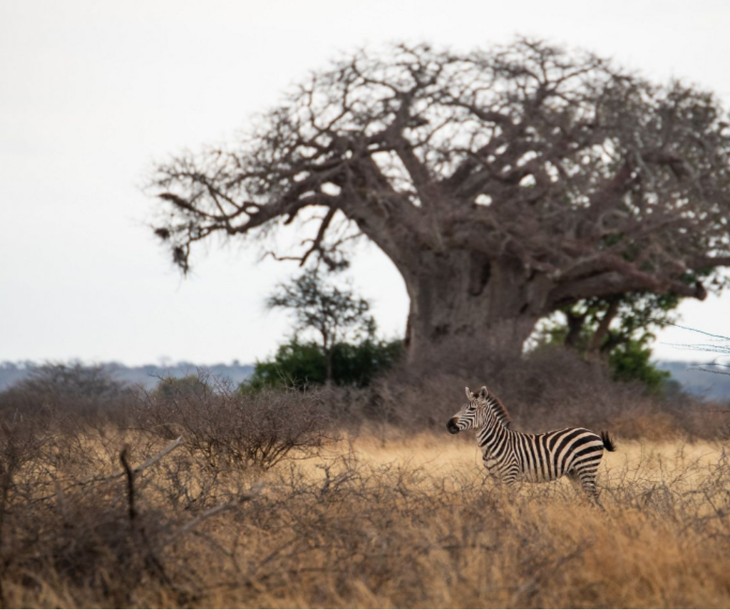 ABCG TNC invasion removal in Tanzania photo 2. Credits to Roshni Lodhia