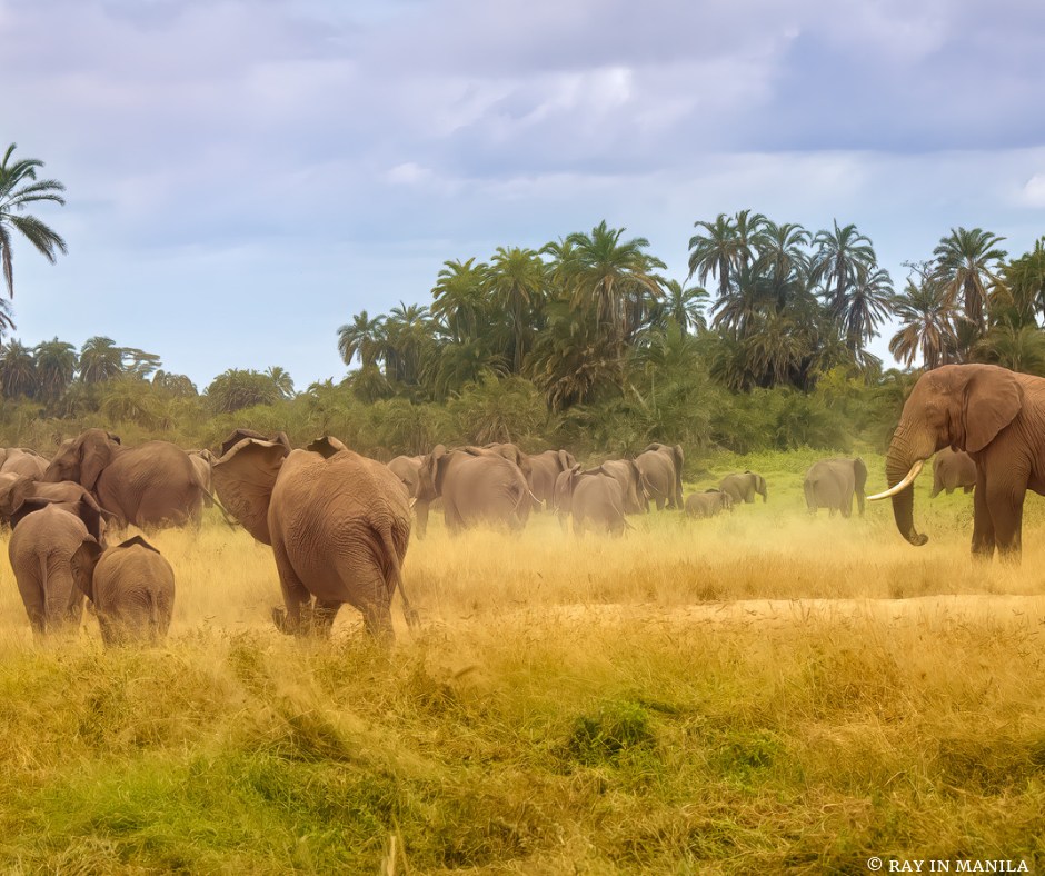 Amboseli National Park, Home of The African Elephant, in Kenya. Photo Credits; Ray in Manila