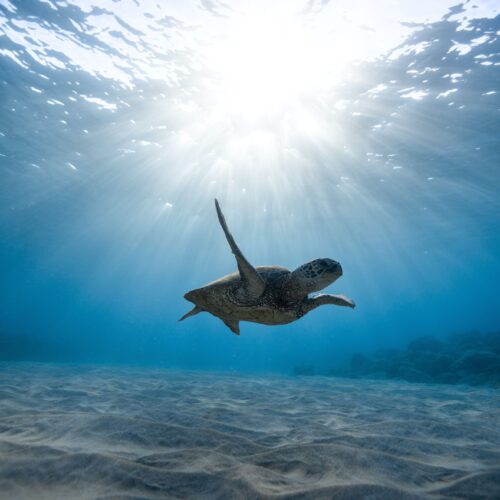 Underwater Photography of Turtle by Jeremy Bishop Pexels