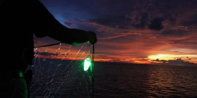 Lighted Nets Dramatically Reduce Bycatch of Sharks and Other Wildlife While Making Fishing More Efficient_61eab85aa7101.jpeg